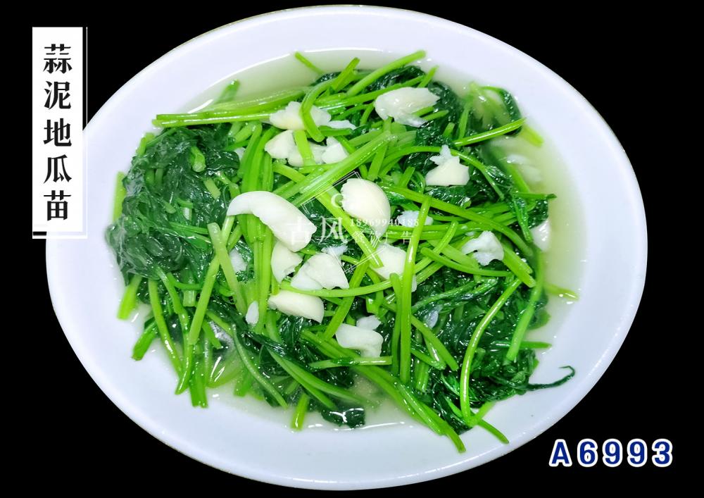 A6993蒜泥地(dì)瓜苗