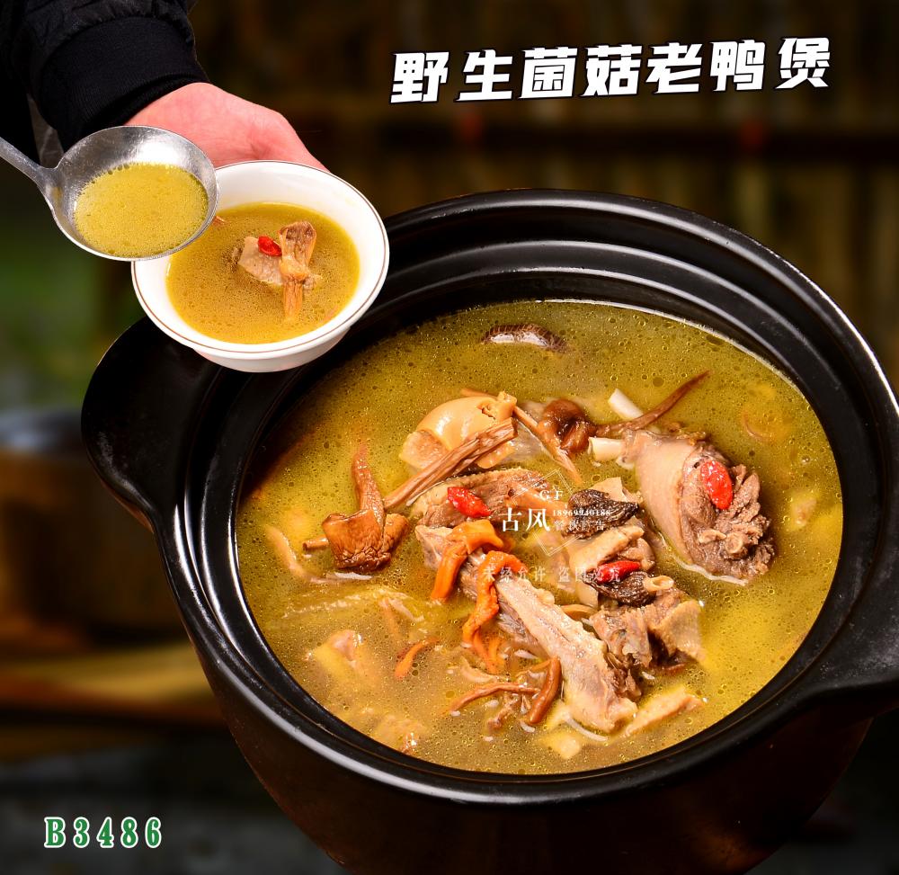 B3486野生(shēng)菌菇老(lǎo)鴨煲