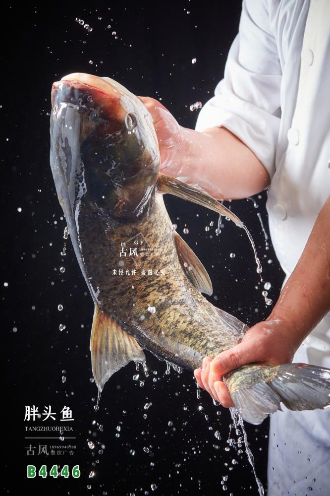 B4446胖頭魚 千島湖(hú)魚頭